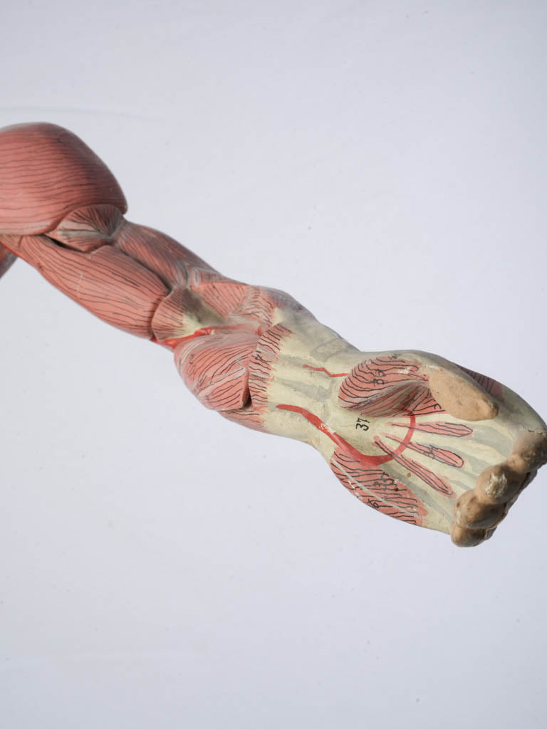 Nuanced rose ivory musculature replica