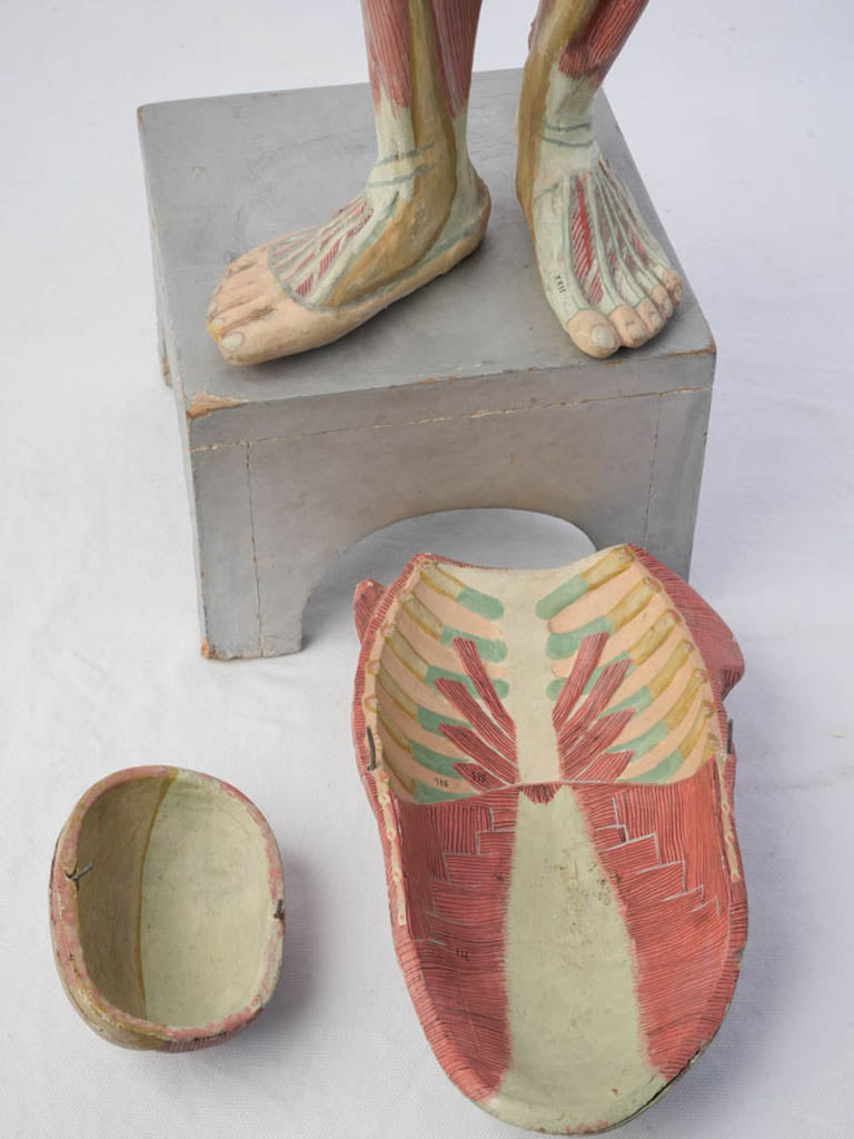 Finely detailed medical teaching figure