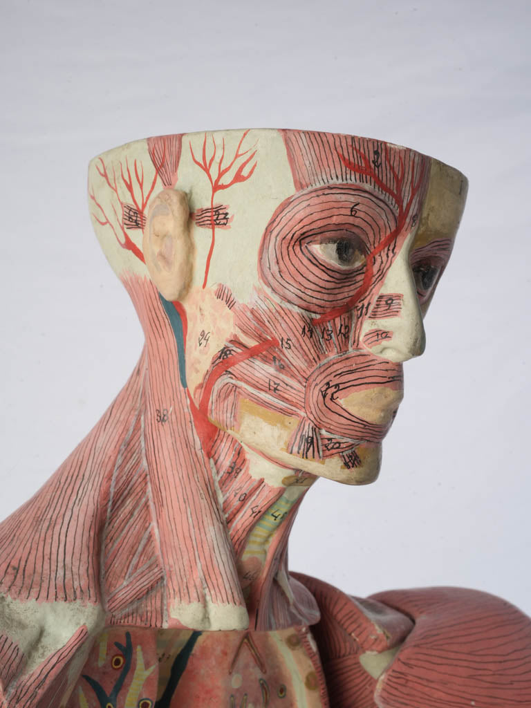 Original gray plinth anatomical sculpture