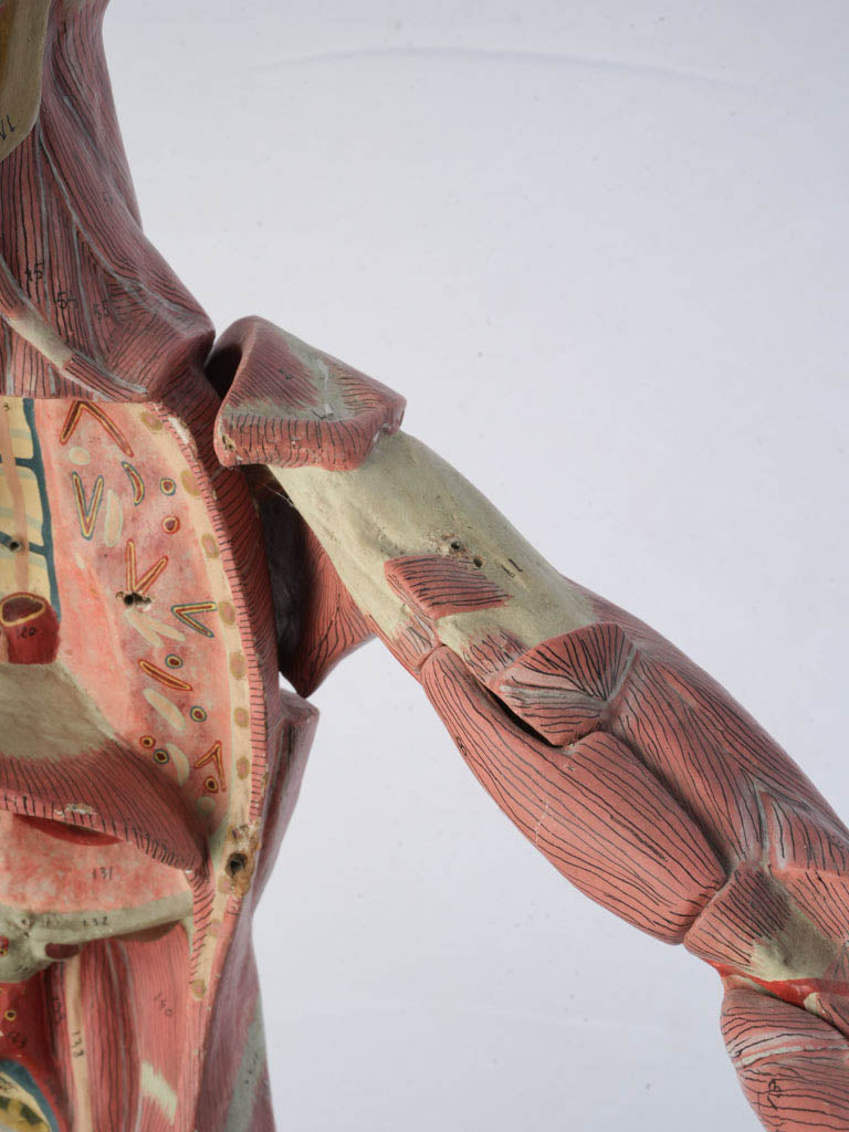 Softened patina anatomical display