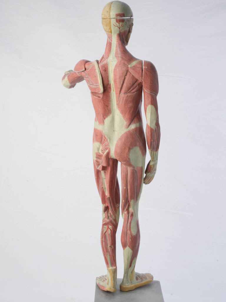 Intricate handcrafted anatomical figure