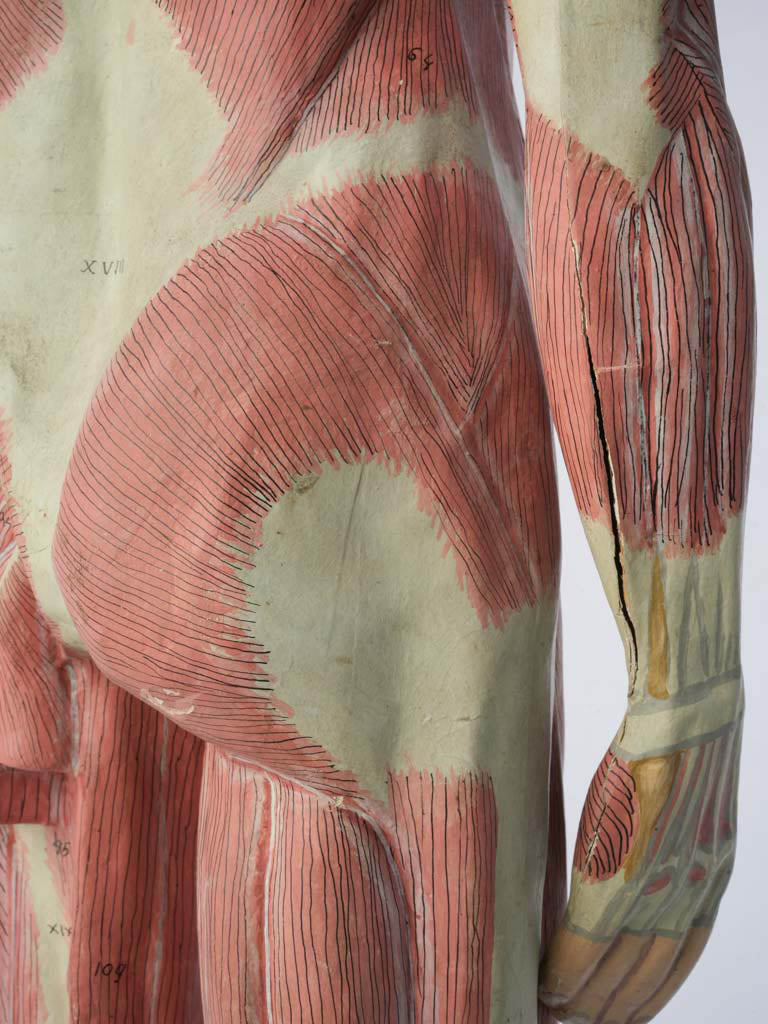 Collectible vintage anatomical replica