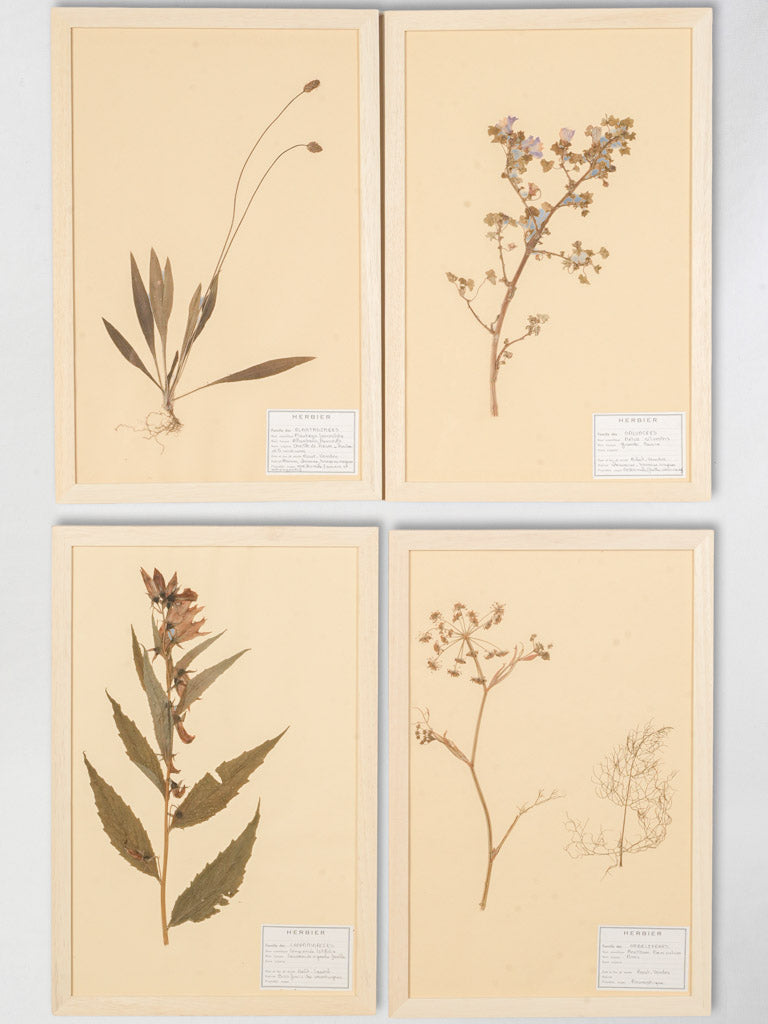 Antique French botanical herbariums set