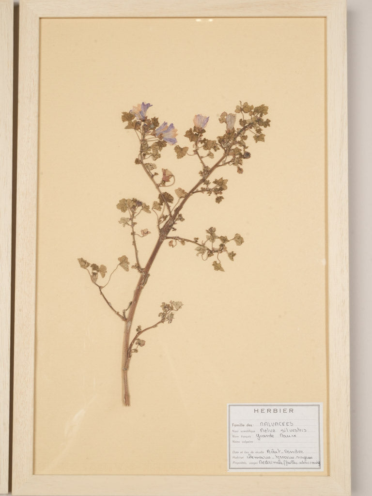 Cream paper natural history collection