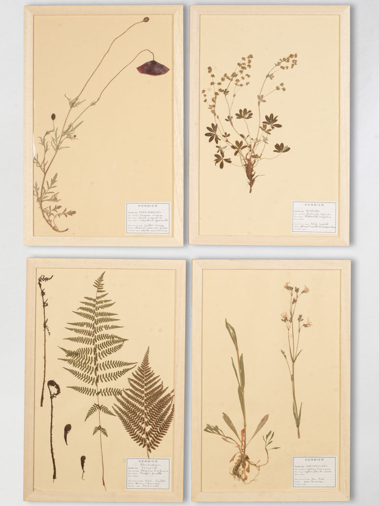 Antique French botanical herbarium panels  