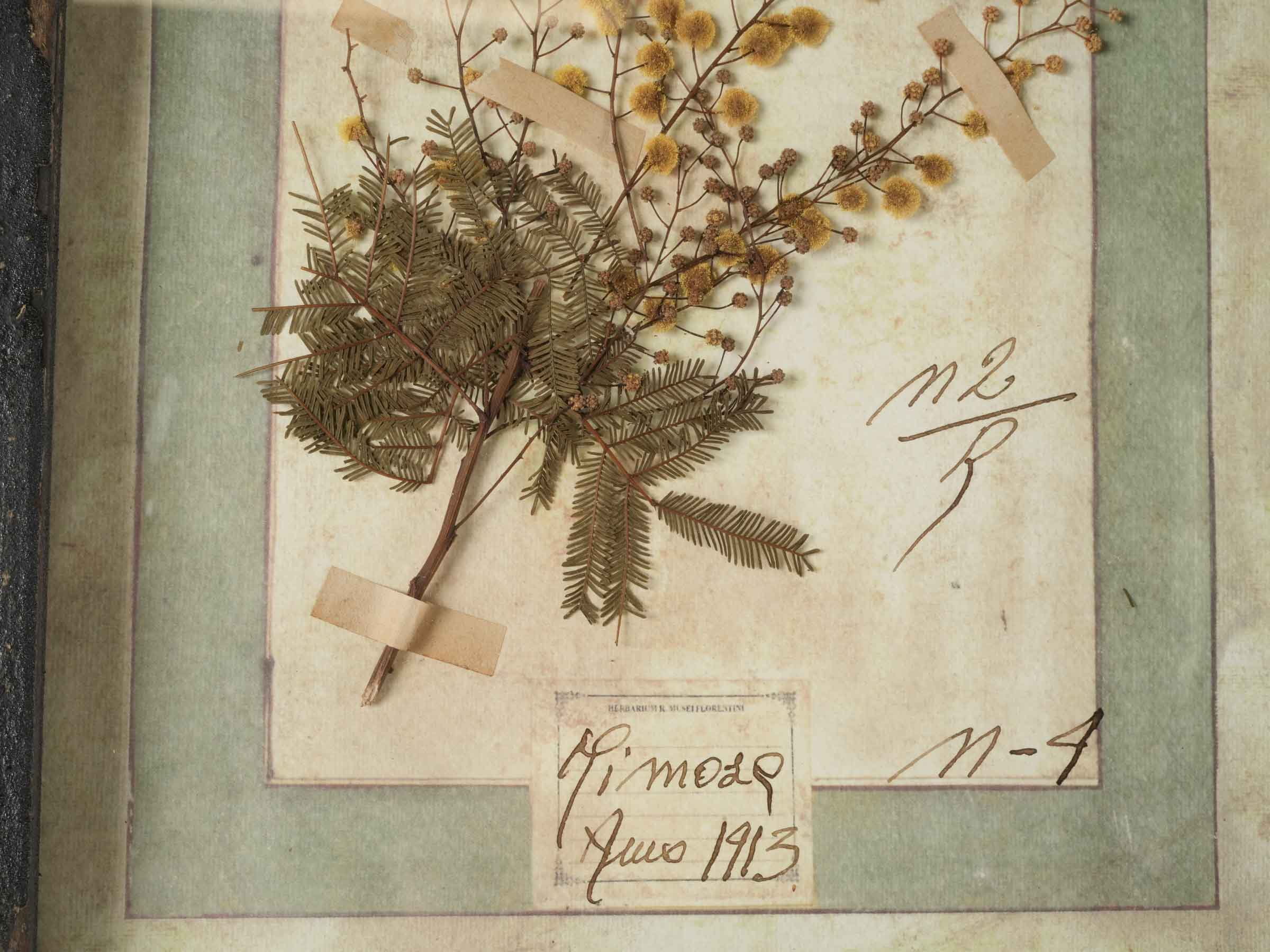 Grand Italian Artisan Herbarium in the Antique Style - 44" x 32¾"