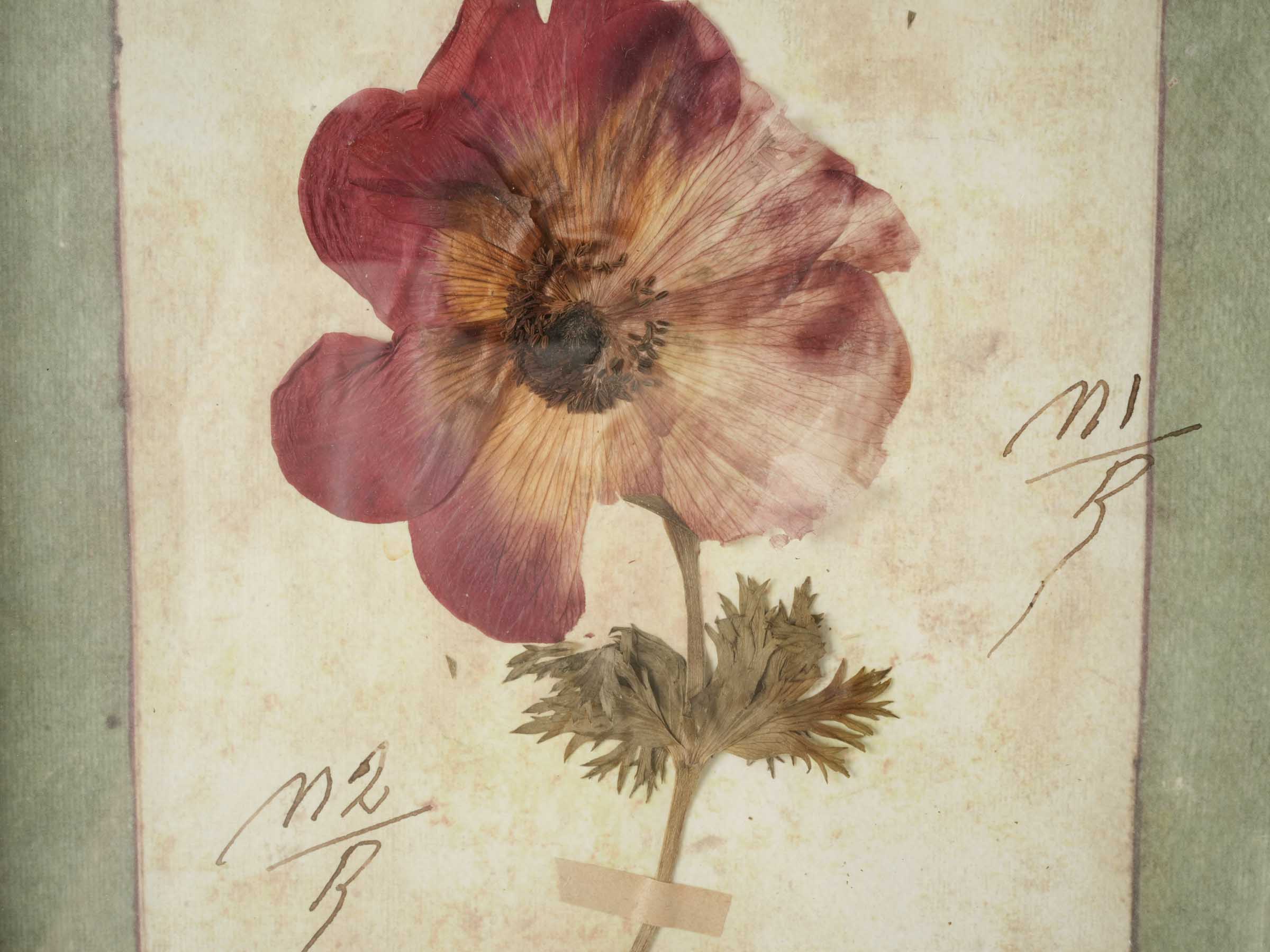 Grand Italian Artisan Herbarium in the Antique Style - 44" x 32¾"