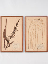 Set of 4 framed antique botanicals / pressed flowers behind glass 19" x 11¾"