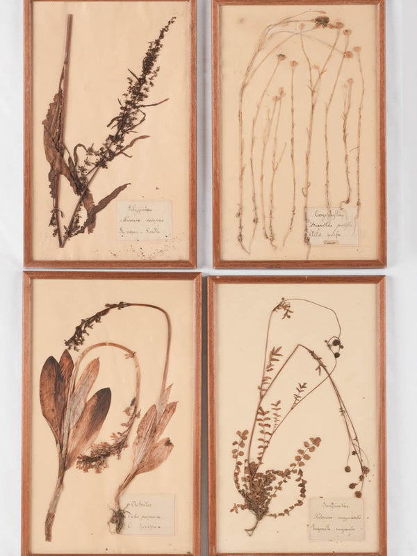 Set of 4 framed antique botanicals / pressed flowers behind glass 19" x 11¾"
