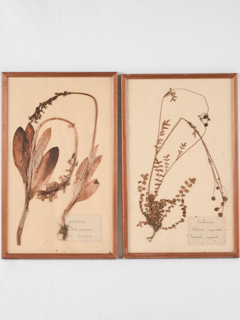 Set of 4 framed antique botanicals / pressed flowers behind glass 19" x 11¾"