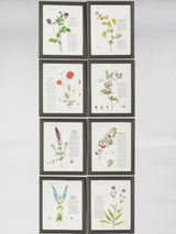 Vintage botanical collection frames