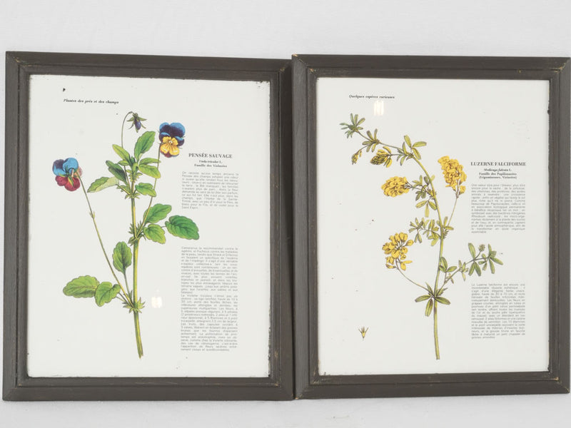Heritage botanical artwork frames