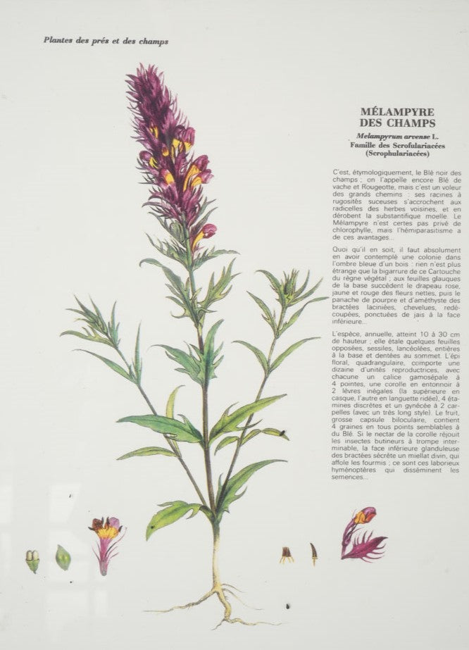 Collection of 8 Framed floral botanicals in black painted frames 15¾" x 13½"