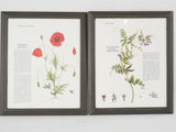 Handcrafted botanical collection frames