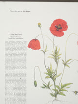 Artisanal botanical art frames