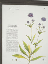 Weathered framed botanicals