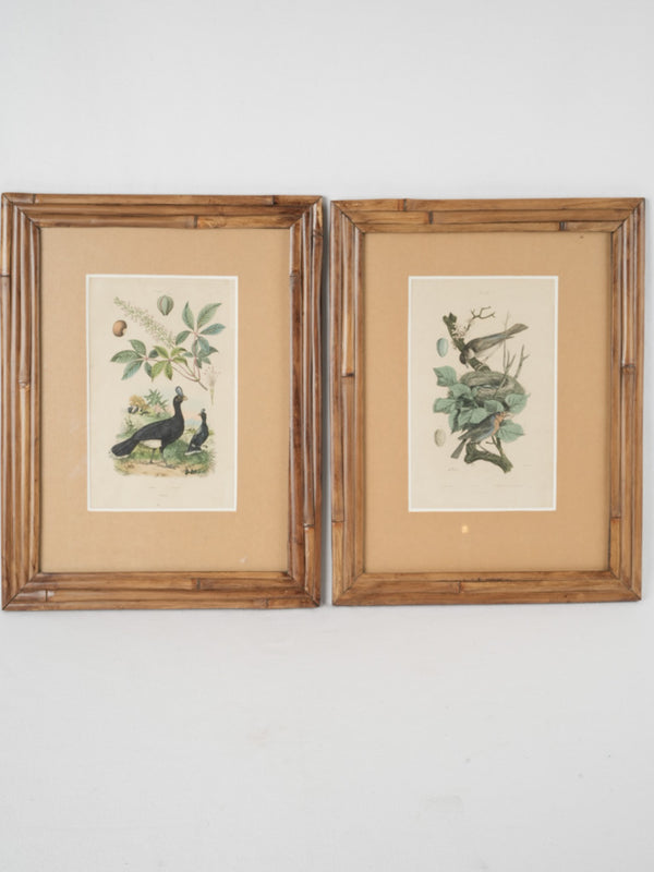 Collection of 5 framed bird engravings w/ bamboo frames 18½" x 14½"