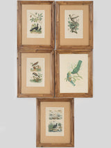 Vintage bird engravings with bamboo frames