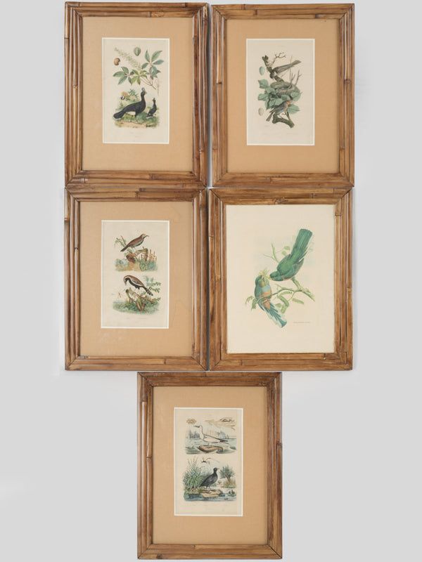 Collection of 5 framed bird engravings w/ bamboo frames 18½" x 14½"