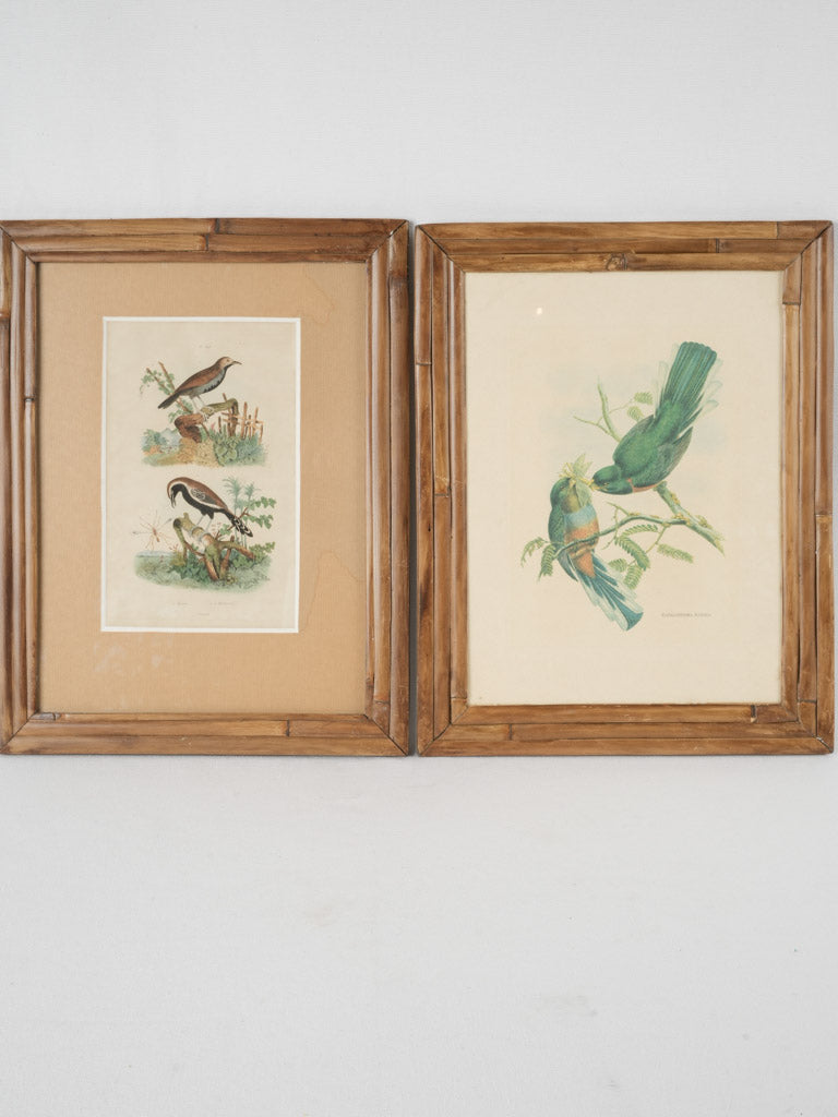Aged bamboo-framed bird engravings collection