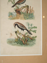 Charming aged bird engravings in bamboo frames