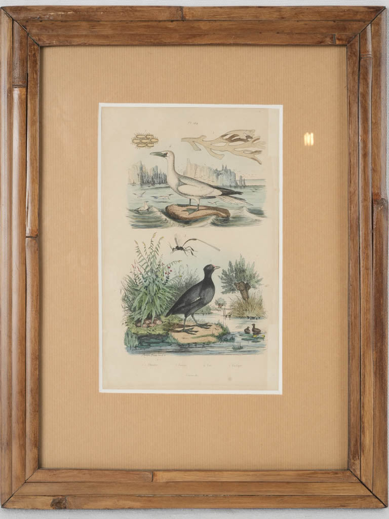 Retro glass-framed bird engravings set