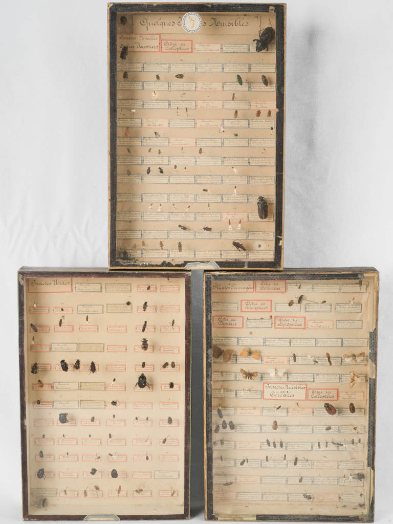 3 French insect specimen display cases - 19th century 15¼