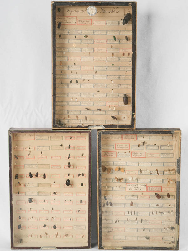 3 French insect specimen display cases - 19th century 15¼" x 10¼"