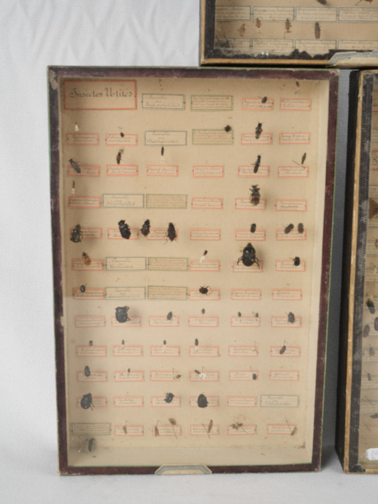 Hand-scripted labels on historic insect displays