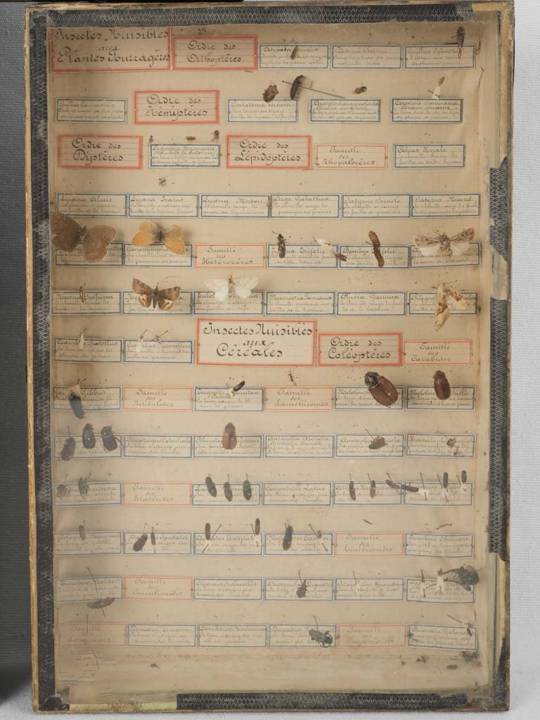 French wooden entomology collection cases