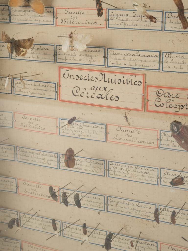 Rare hand-scripted French insect displays