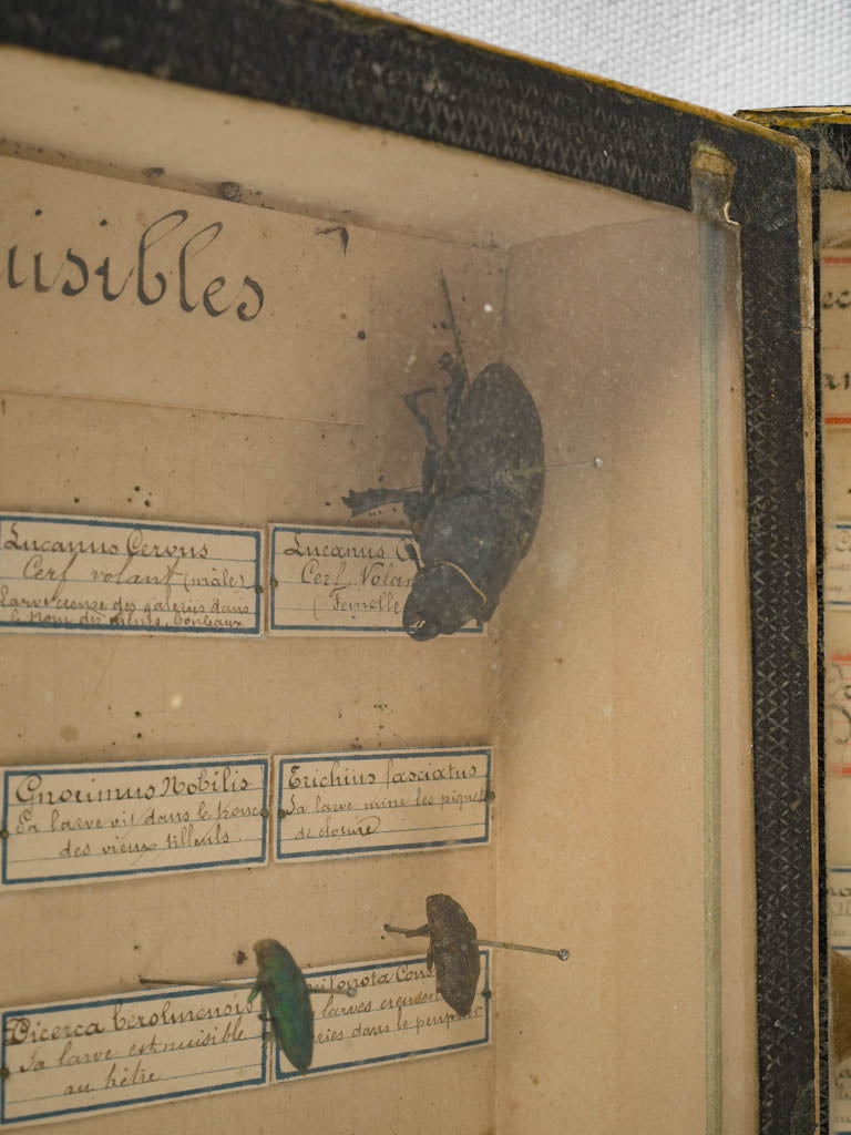Authentic 19th century insect specimen frames