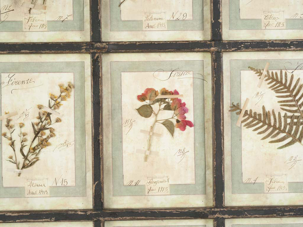 Artisanal Florentine pressed plant display  