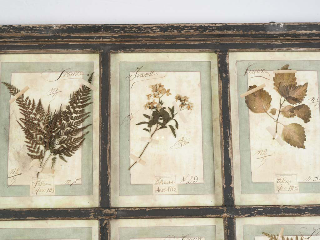 Timeworn wooden framed herbarium  