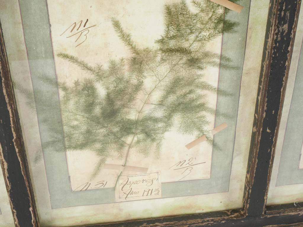 Vintage-styled botanical study decor  