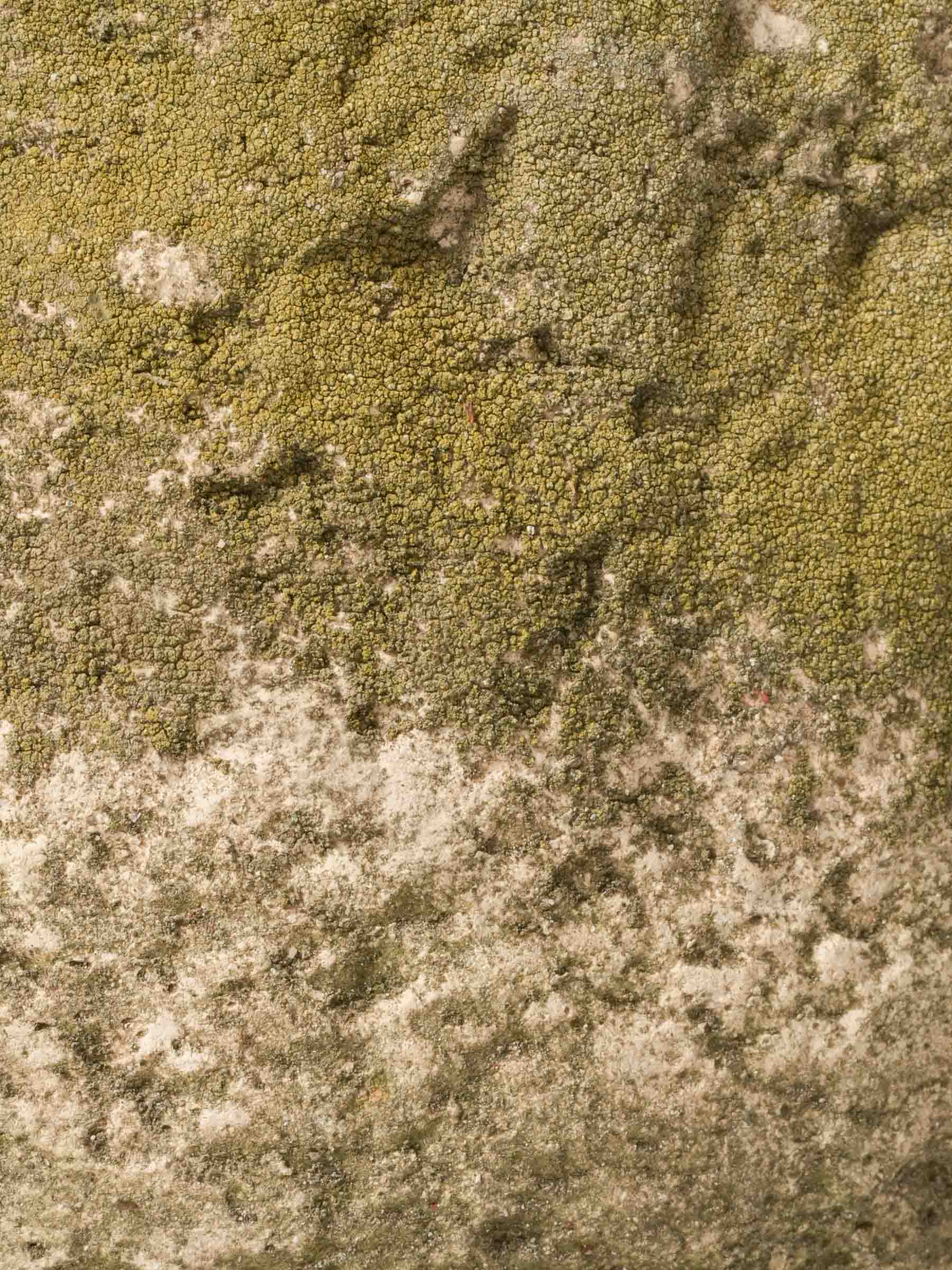 Mossy green tone planter  