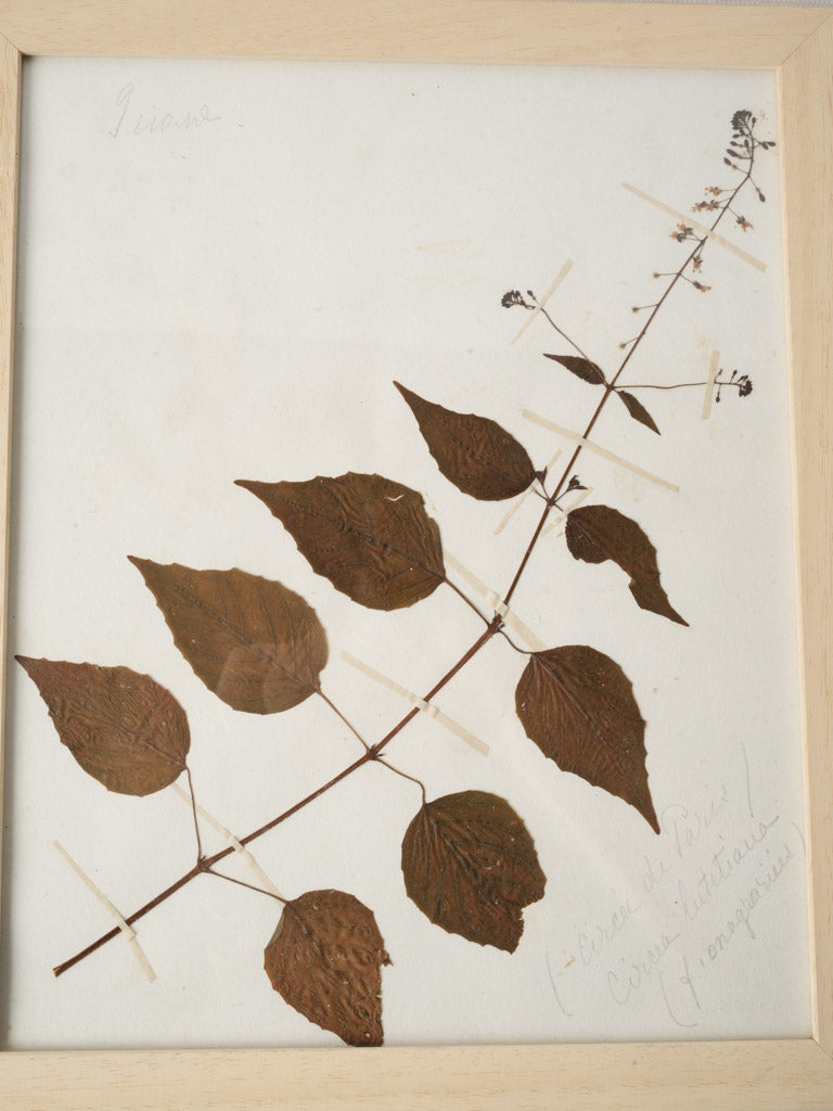 Framed Set of Six Vintage Botanical Herbiers - 13" x 10¾"