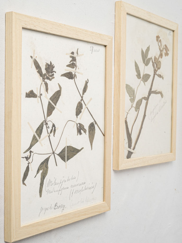 Framed Set of Six Vintage Botanical Herbiers - 13" x 10¾"