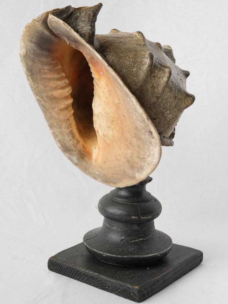 Timeworn grand marine specimen display