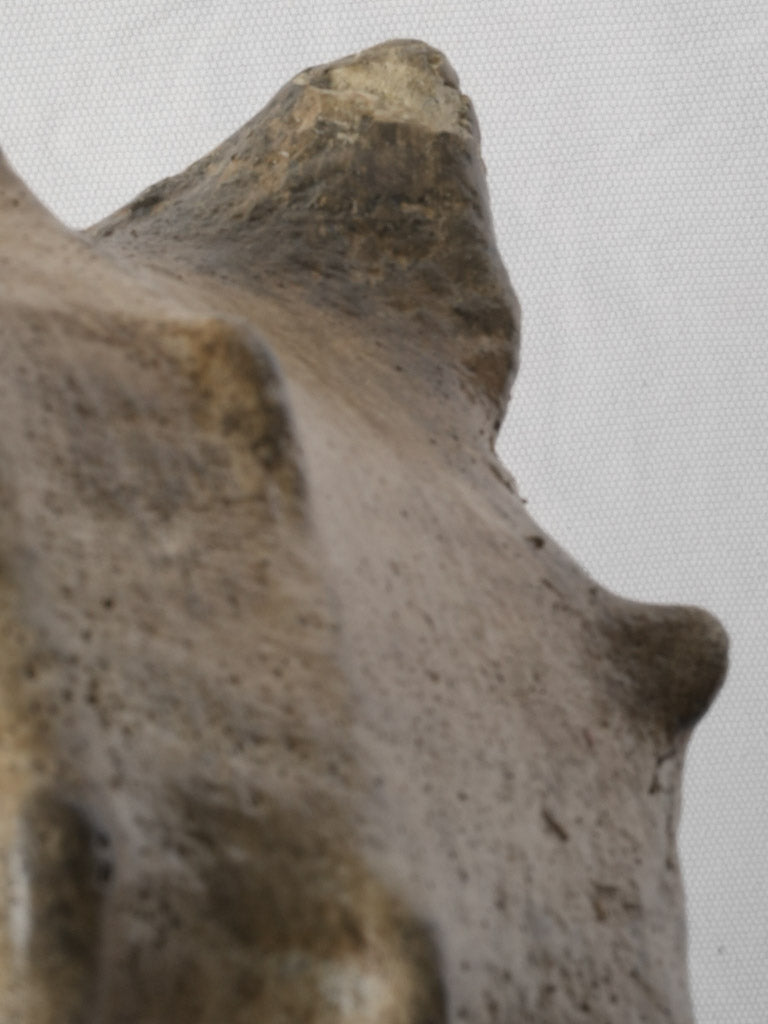 Historic weathered shell art object