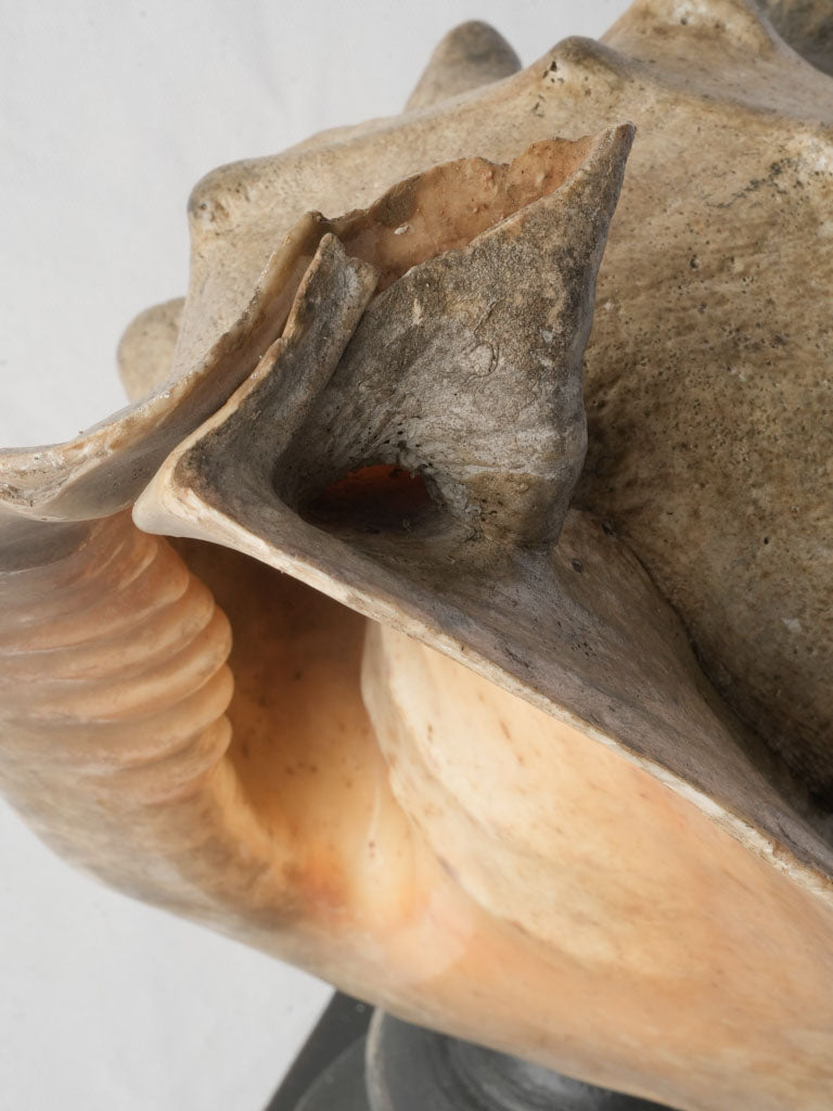 European historical shell stand accent