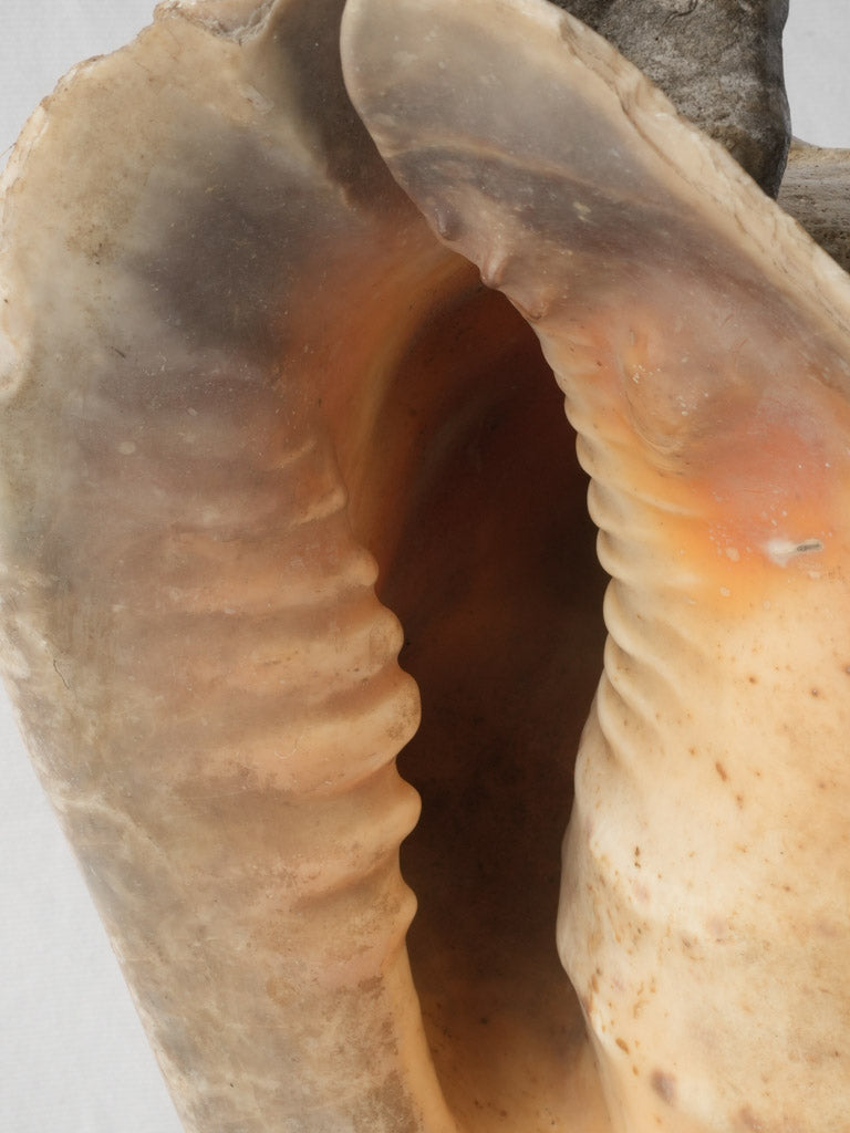 Patina-rich shell cabinet curiosity