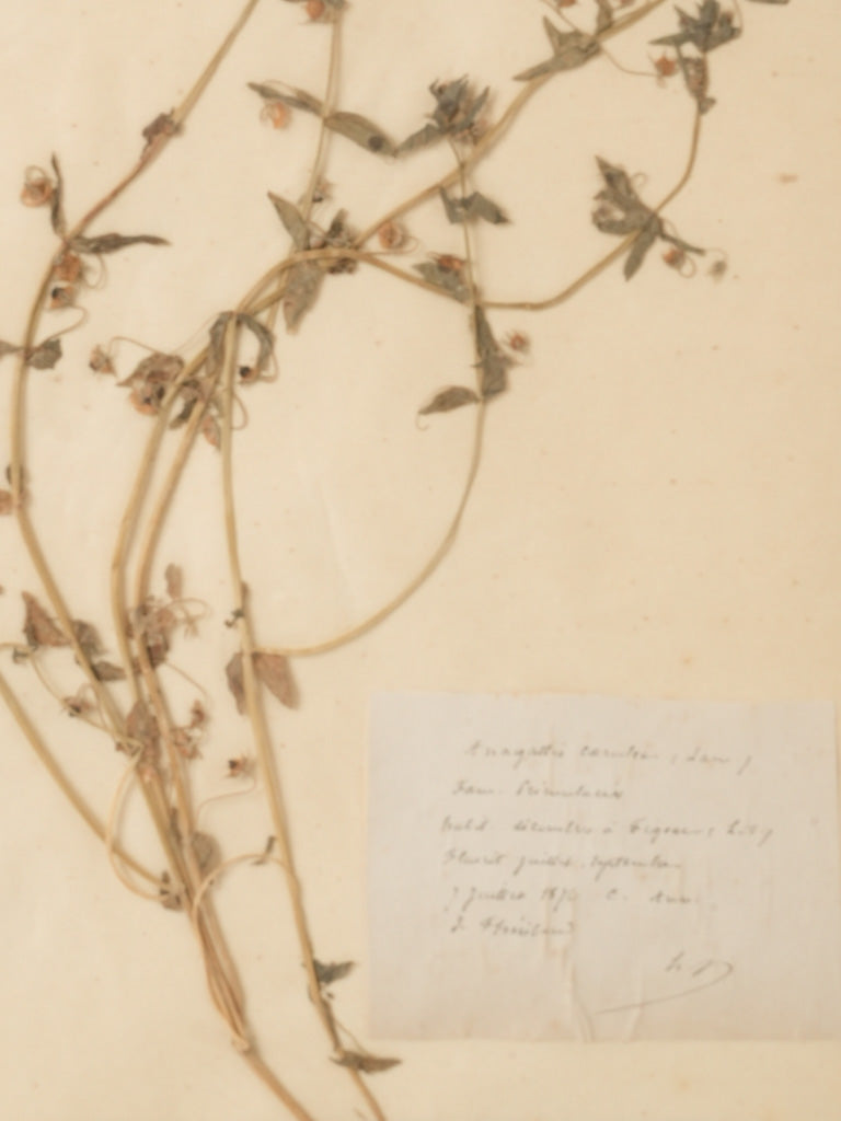 Refined 1800s French herbal drawings