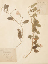 Artisanal script-adorned botanical artwork