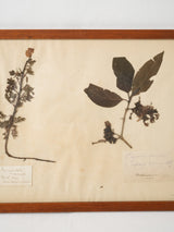 Aged botanical prints with character