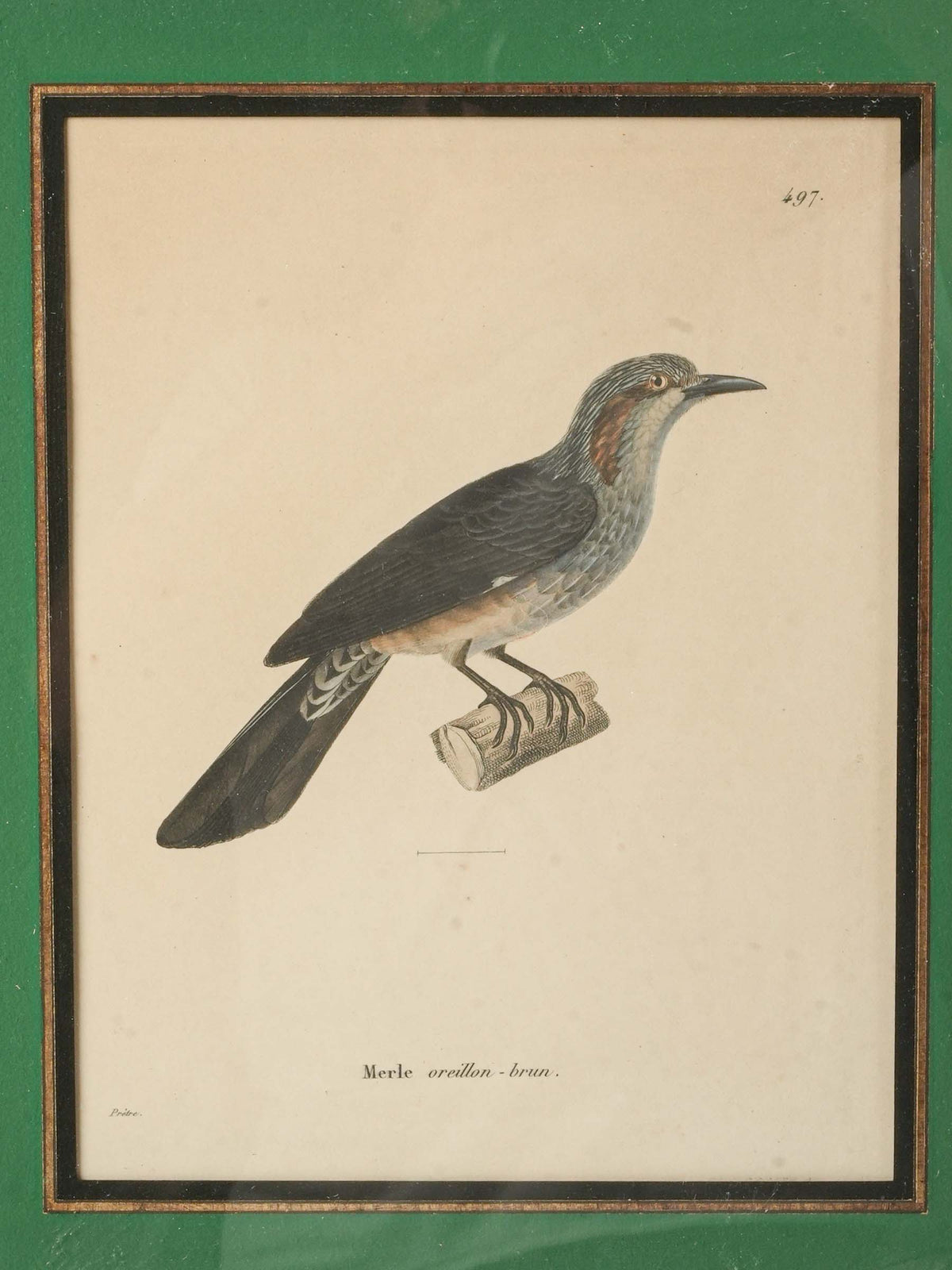 Set of Four Antique French Ornithological Prints - 15¼" x 12½"