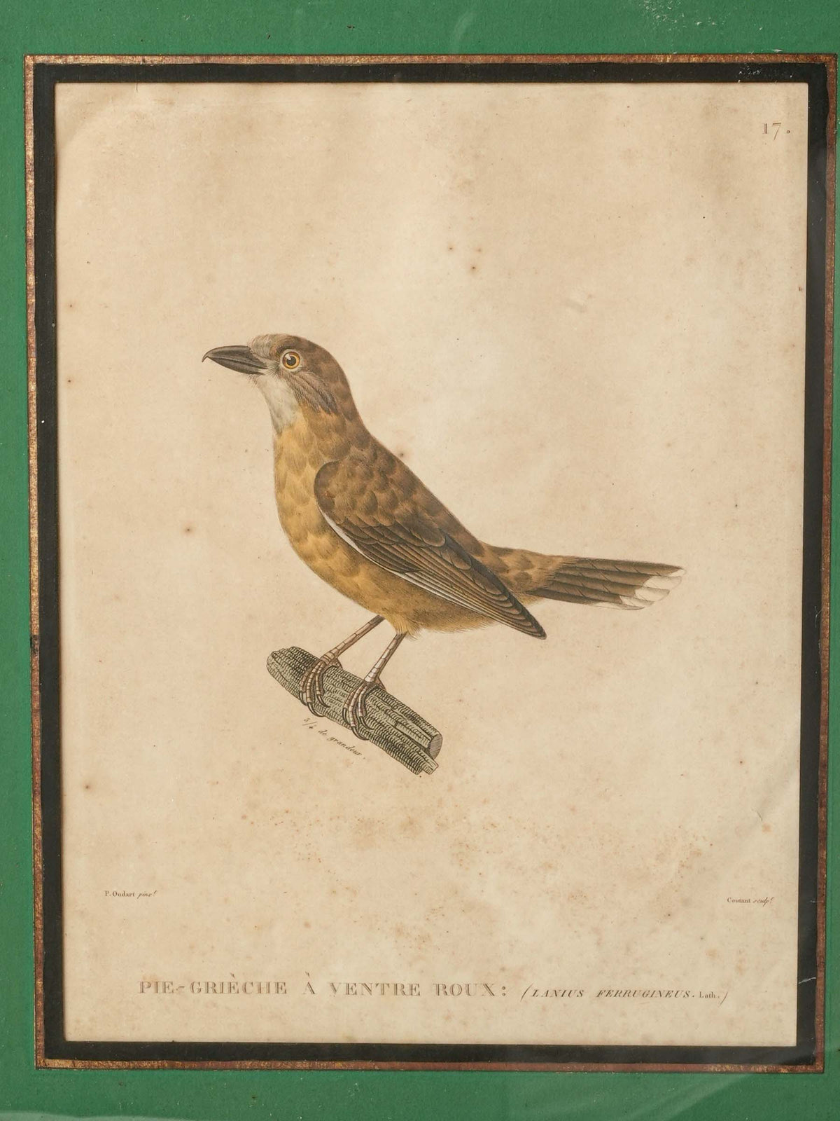 Set of Four Antique French Ornithological Prints - 15¼" x 12½"