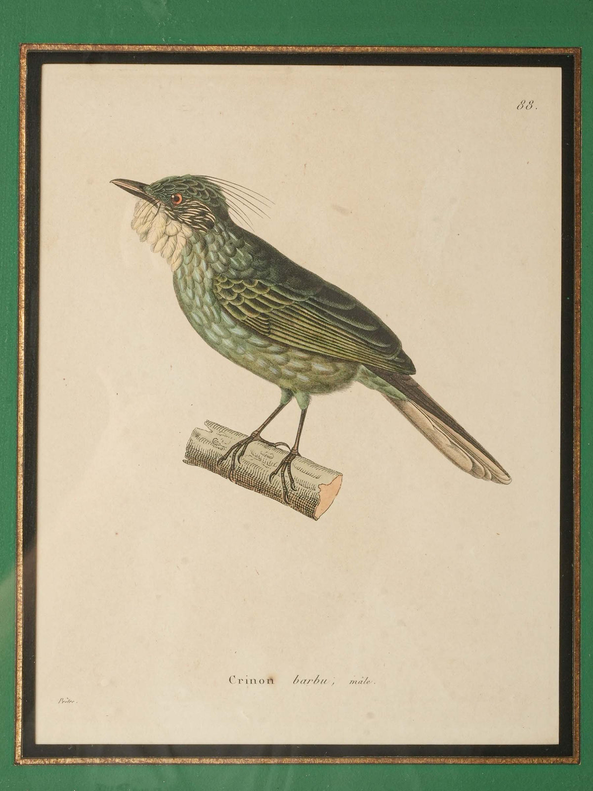 Set of Four Antique French Ornithological Prints - 15¼" x 12½"