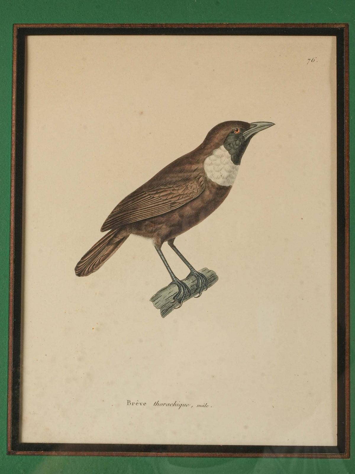 Set of Four Antique French Ornithological Prints - 15¼" x 12½"