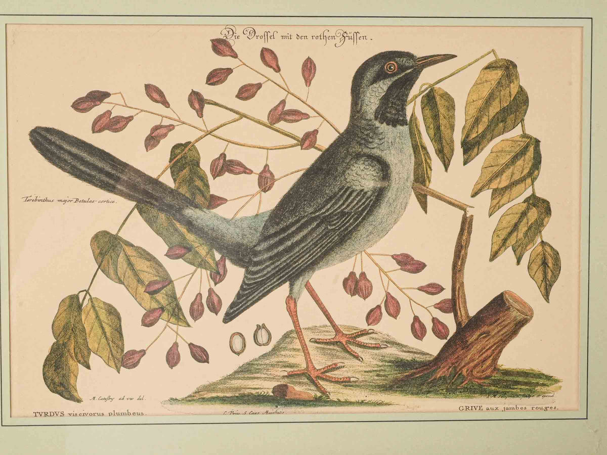 Set of Three Ornithological Prints after Mark Catesby - 22" x 16¼"